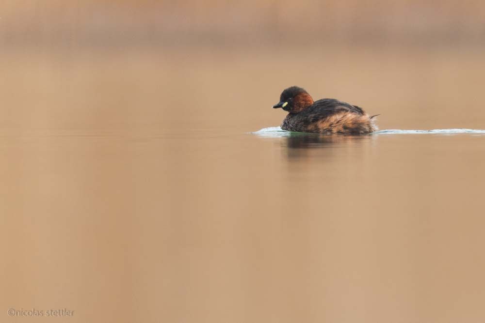 Little grebe photographed with a floating hide