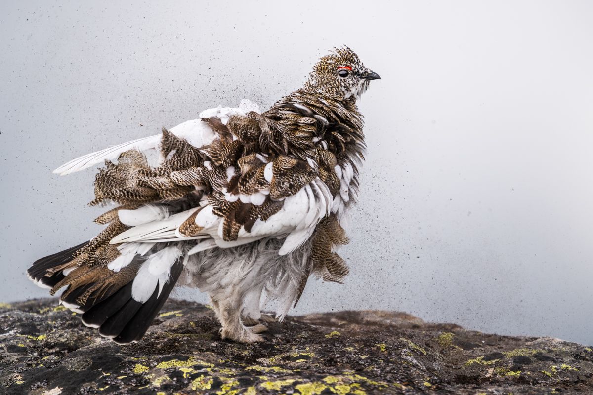 Gallery of various birdimages of nature photographer Nicolas Stettler.