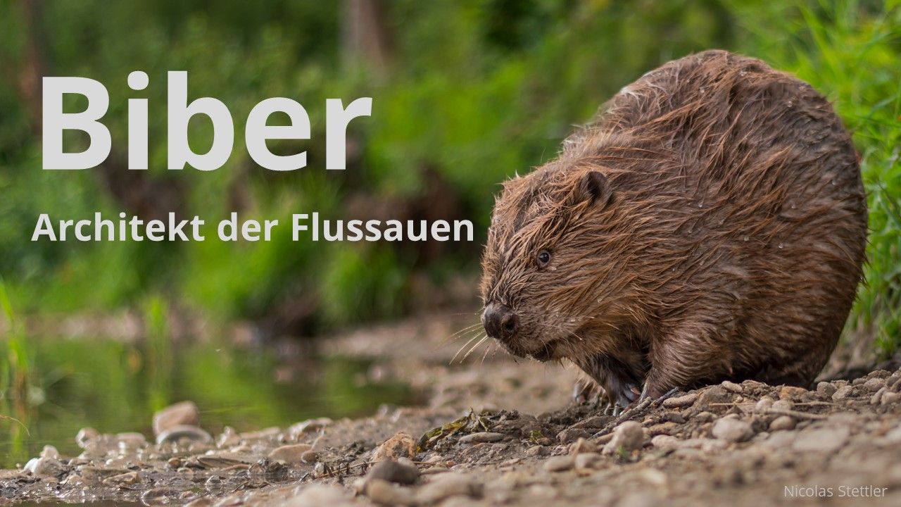 Vortrag: Biber Architekt Der Flussauen von Nicolas Stettler