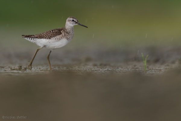 Wood sandpiper foraging in the mud.