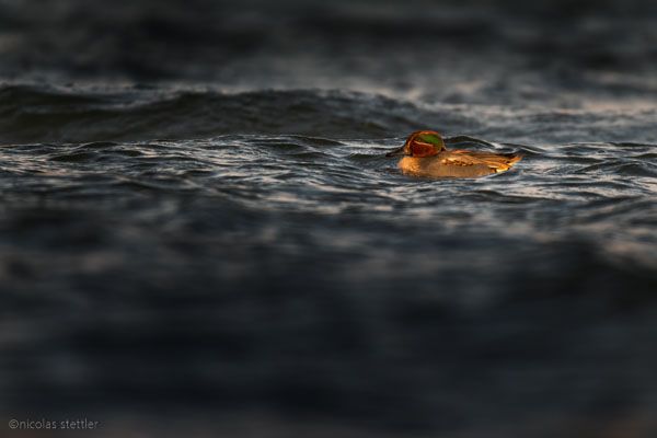 Common teal during a stormy evening.