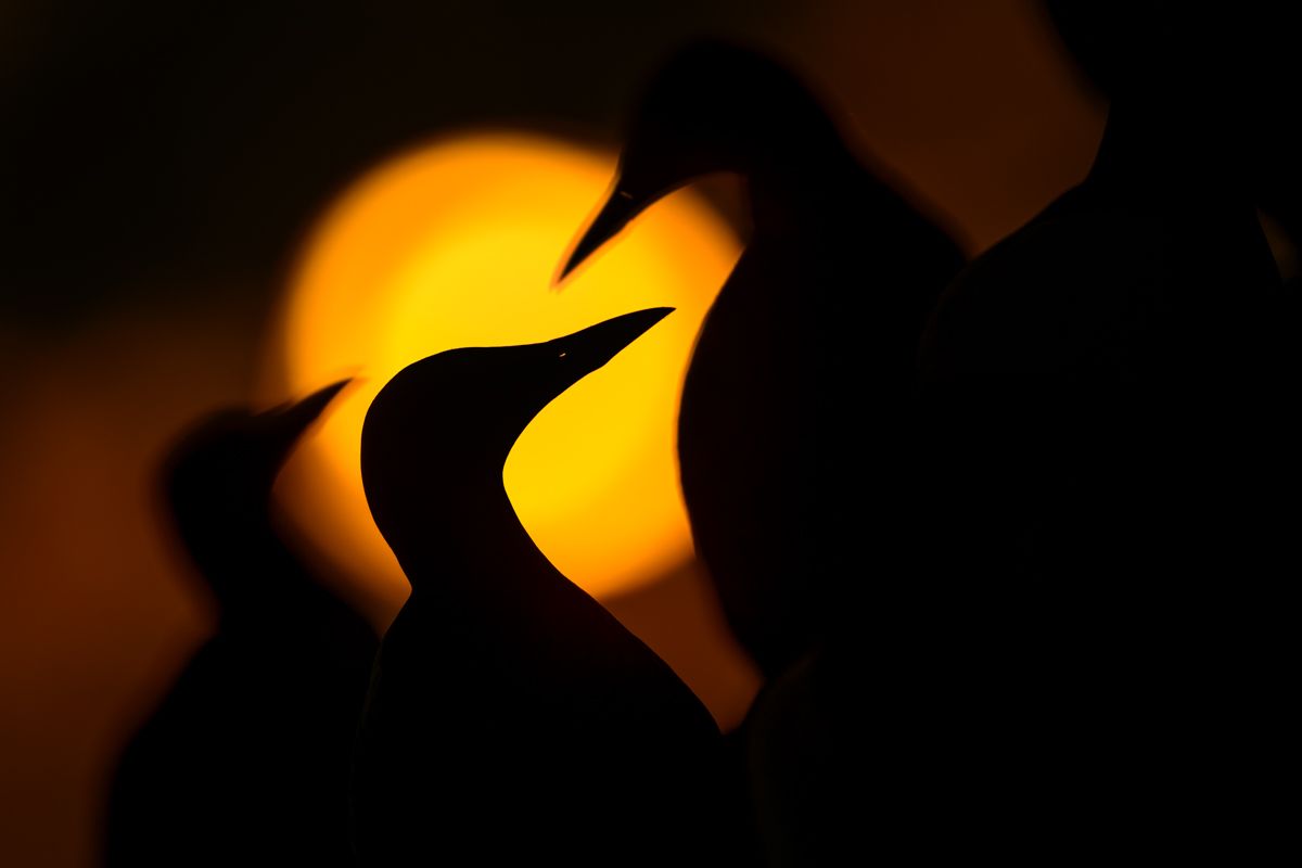 Galerie mit Vogelfotos von Seevögelb, fotografiert von Naturfotograf Nicolas Stettler..