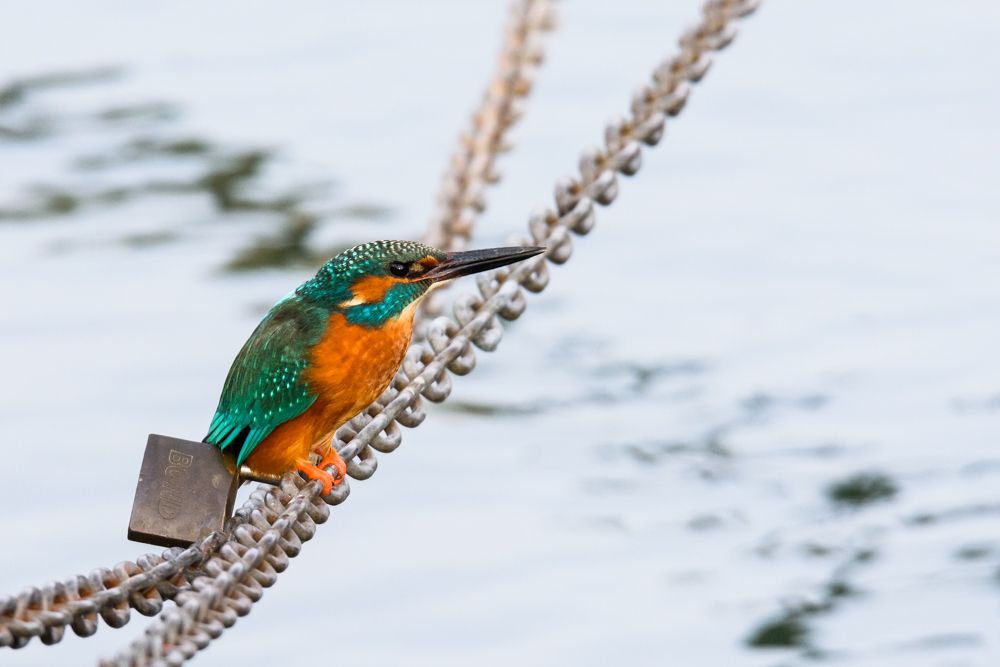 Weitere Fotos des Vogels