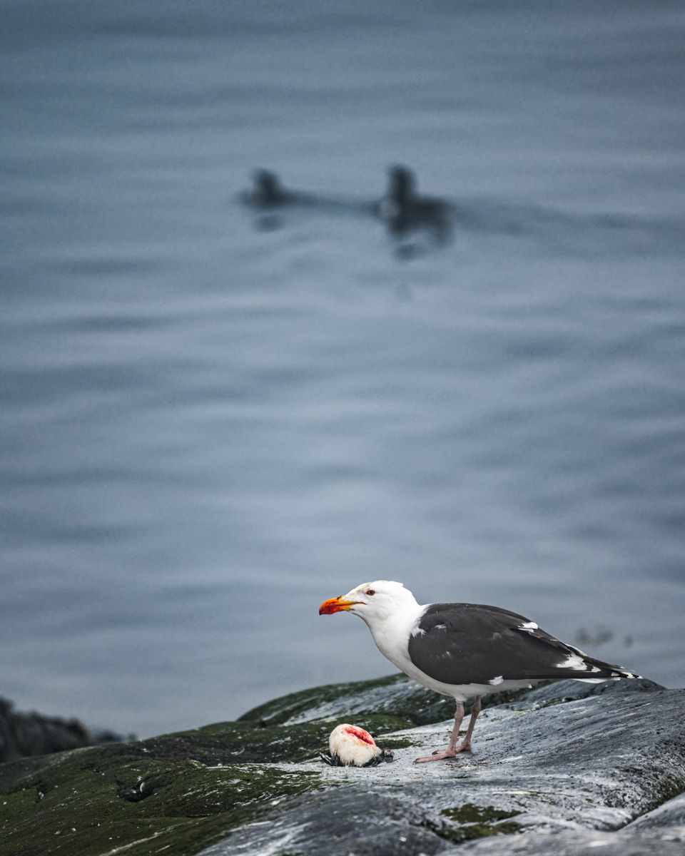 Galerie mit Vogelfotos von Seevögelb, fotografiert von Naturfotograf Nicolas Stettler..
