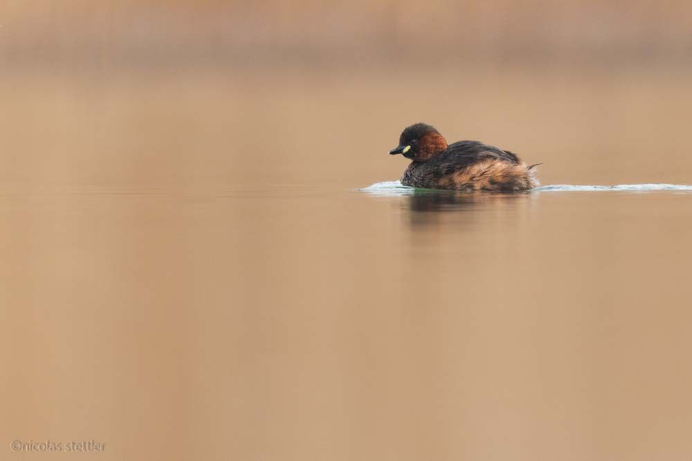 Zwergtaucher mit dem Floating Hide fotografiert