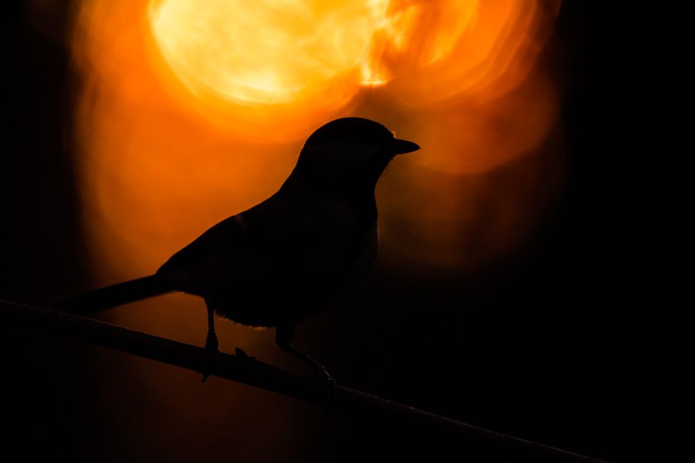 Great tits are quite easy to photograph and therefore allow for more creative approaches.