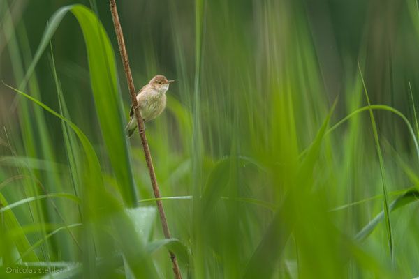 Reed warbler climbing in the reeds.