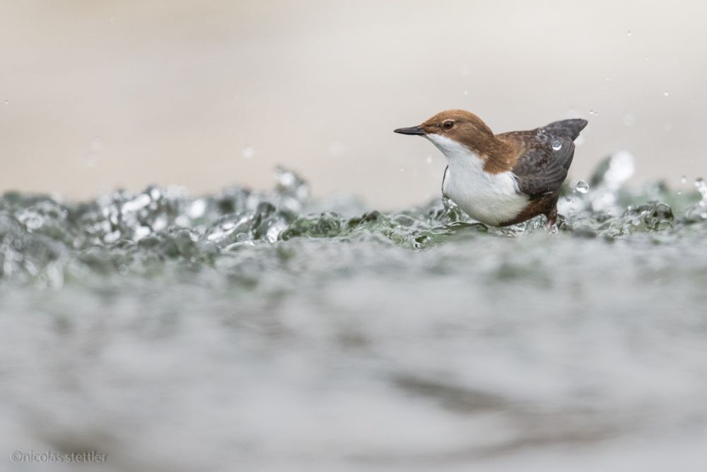 Eine Wasseramsel bei der Nahrungssuche