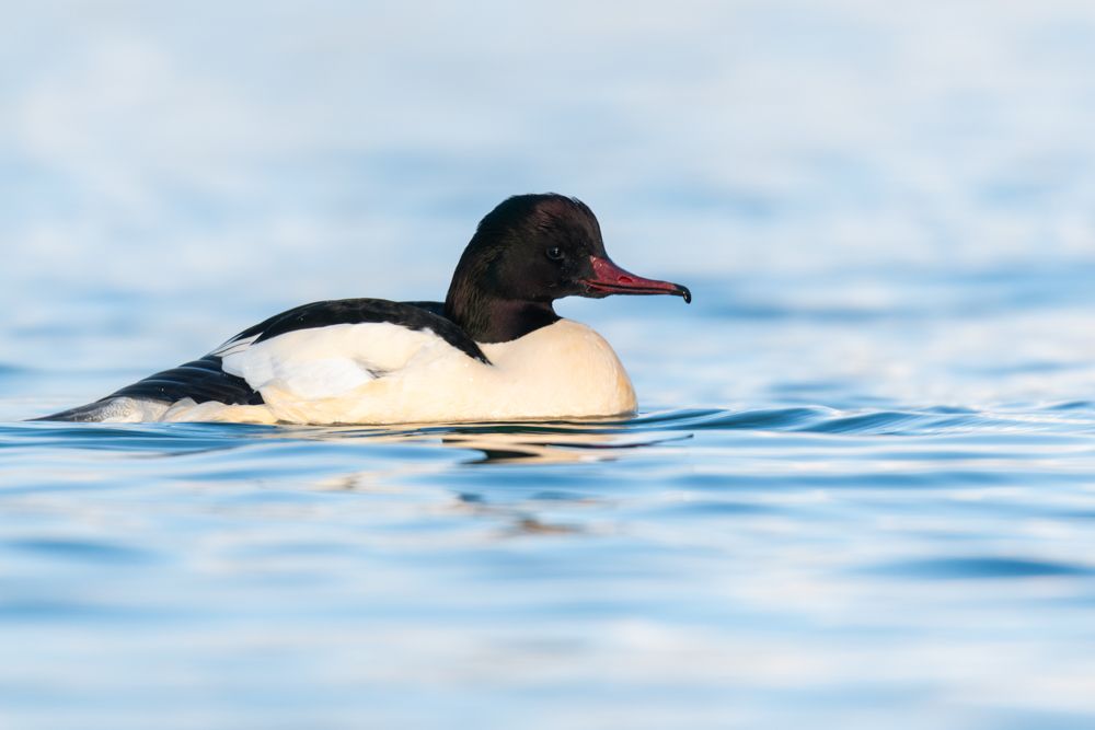The common merganser is quite easy to identify by its beak or by its feathers.