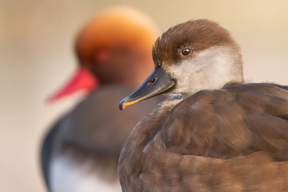 While the females take care of the brood alone, the males visit a moulting place in flocks.