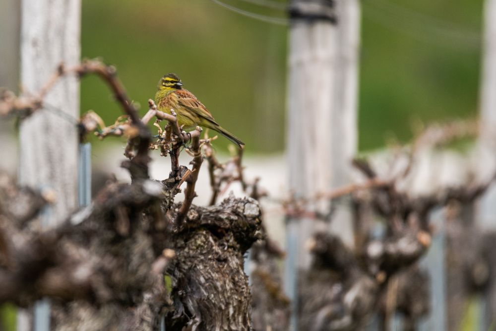 Weitere Fotos des Vogels