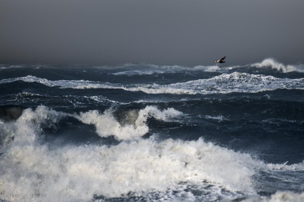 An eider drake flying on a stormy day.