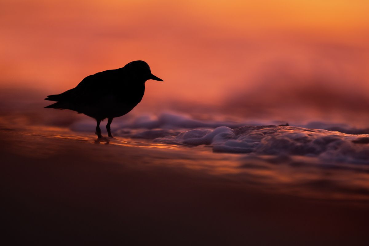 Gallery of shorebird images of nature photographer Nicolas Stettler.