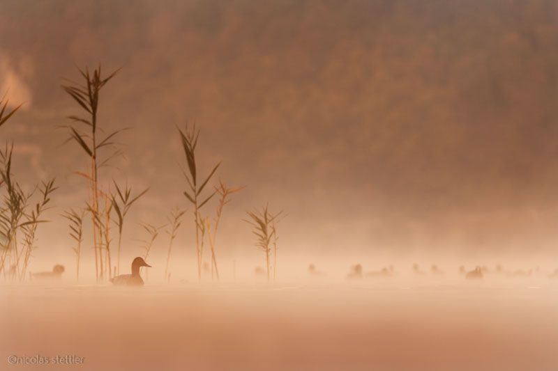 Tafelente bei Sonnenaufgang im Nebel.