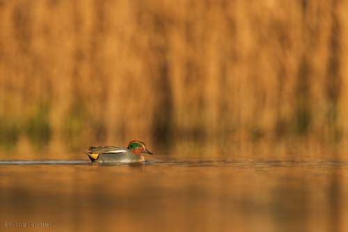 Enten Workshop