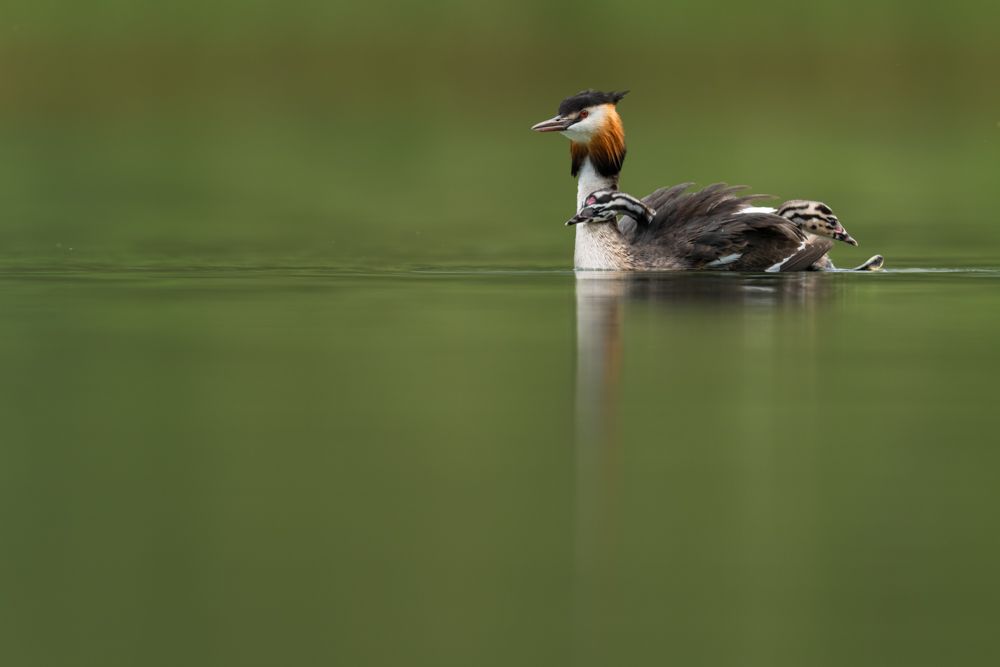 More images of this bird