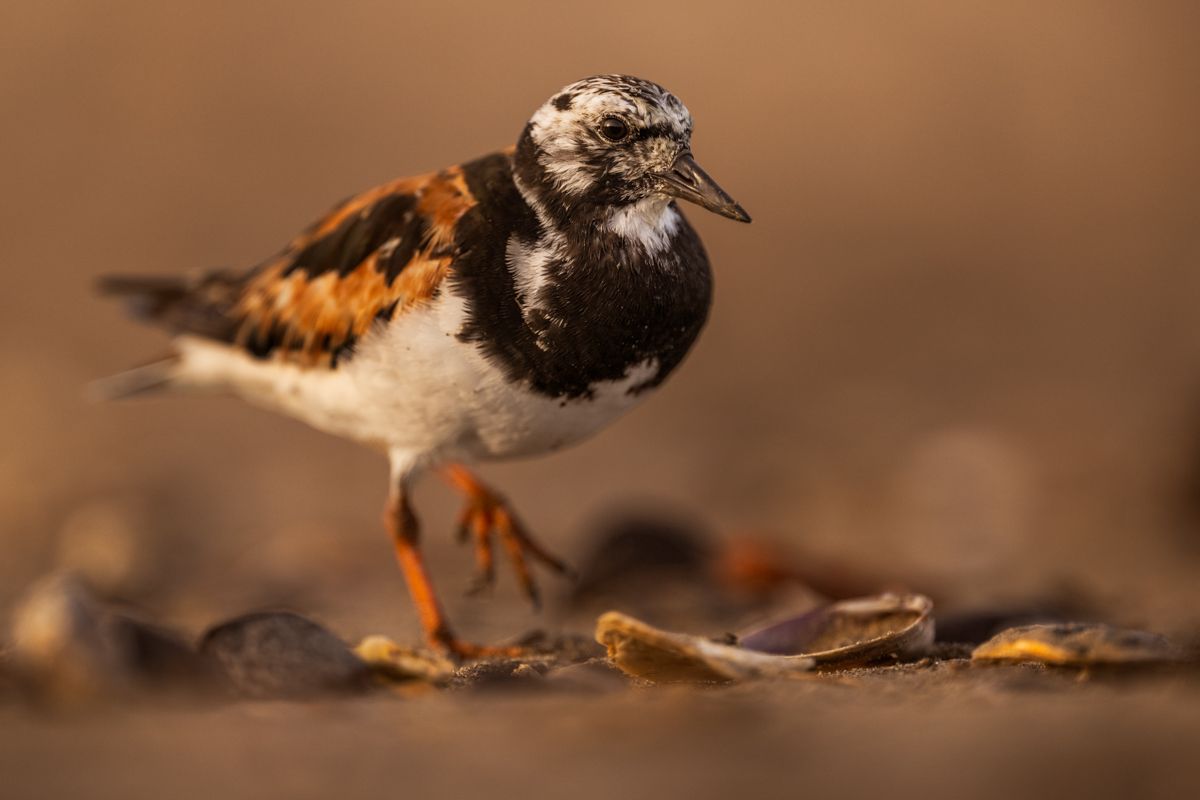 Gallery of shorebird images of nature photographer Nicolas Stettler.