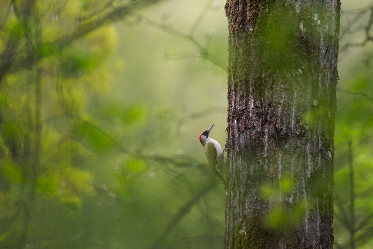 Galerie mit Vogelfotos von Singvögeln, fotografiert von Naturfotograf Nicolas Stettler..