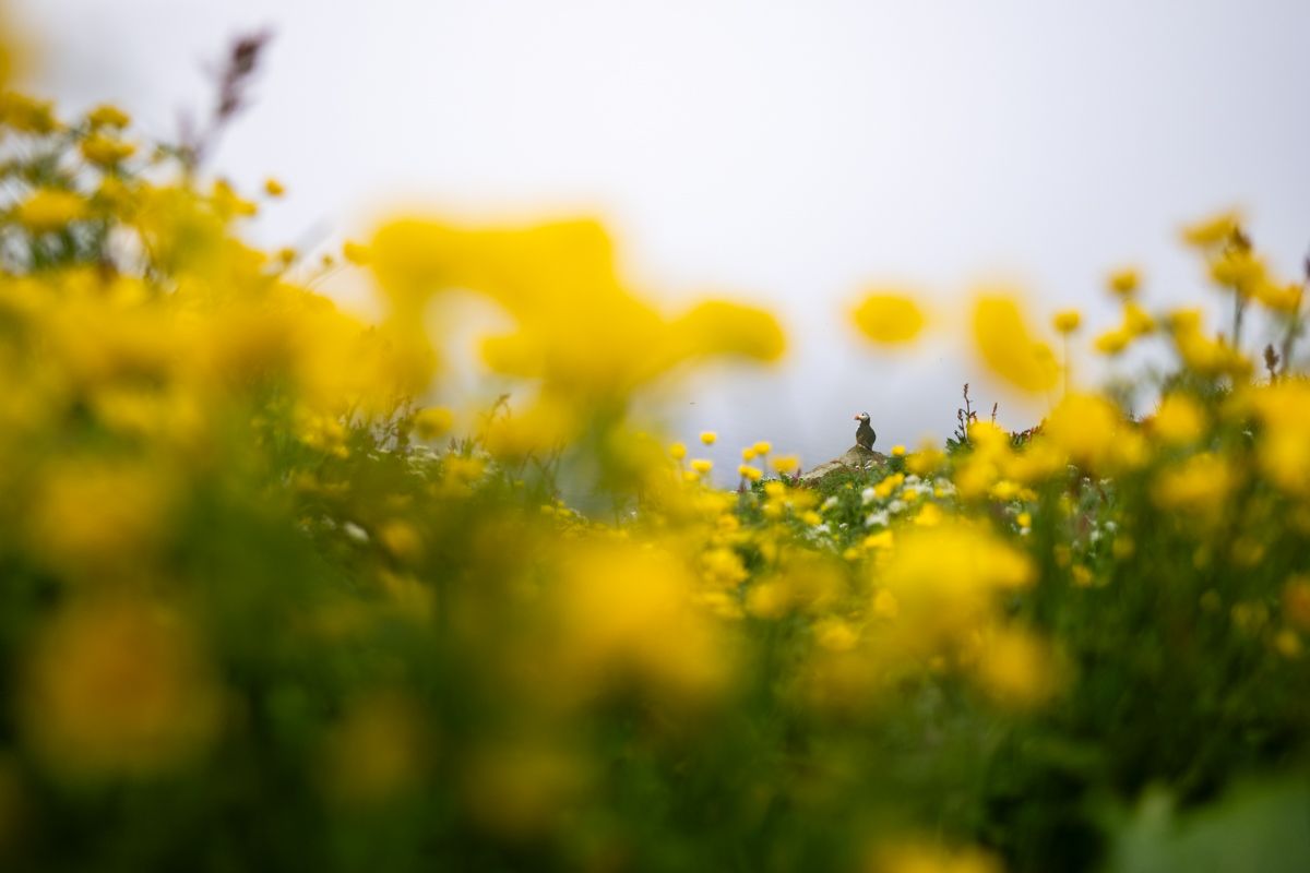 Grundkurs Vogelfotografie mit der Nikon School.