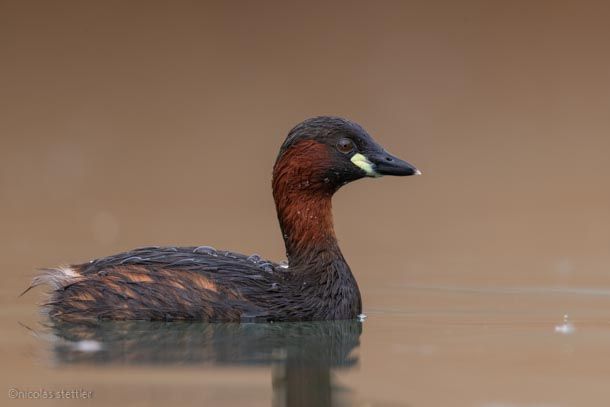 A little grebe coming very close towards me.
