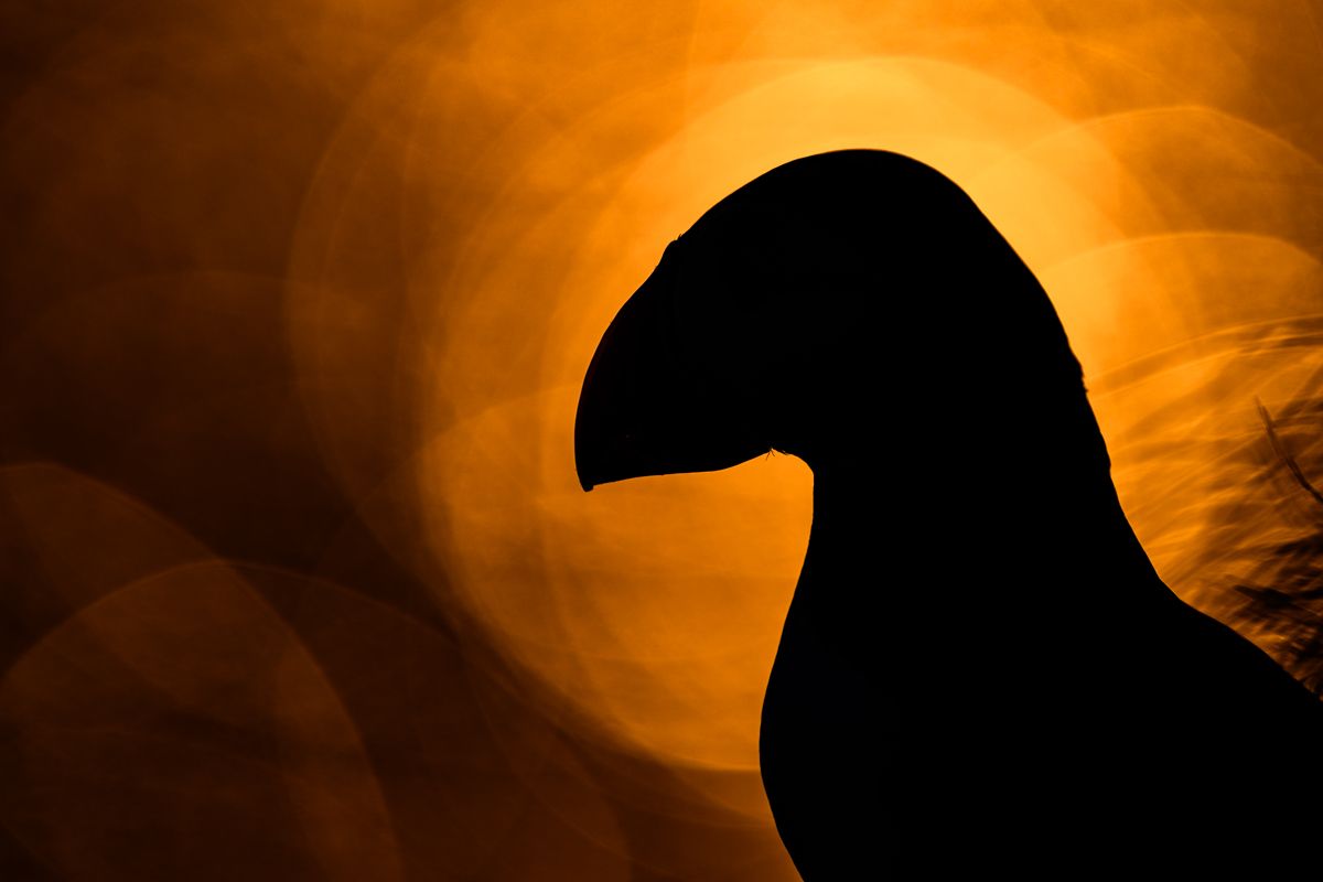 Galerie mit Vogelfotos von Seevögelb, fotografiert von Naturfotograf Nicolas Stettler..