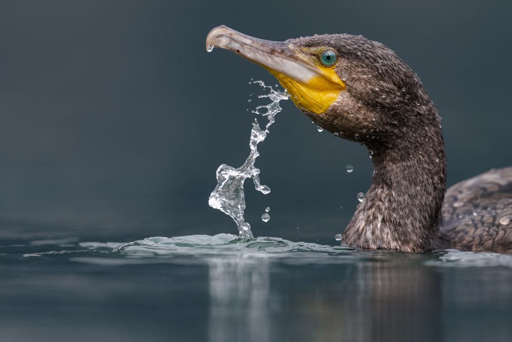 Weitere Fotos des Vogels