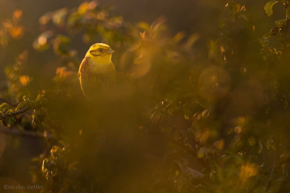 A male yellowhammer during sunset.