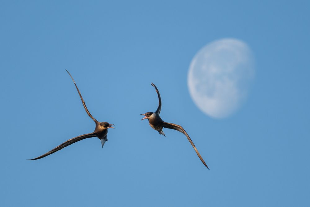 Zwei kämpfende Schmarotzerraubmöwen vor dem Mond.