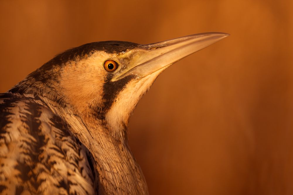 Vogelfotos Beispiele mit der Nikon Z9.