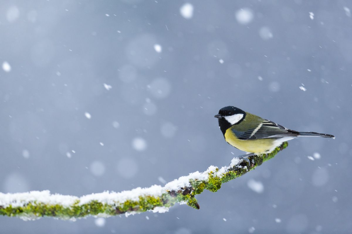 Gallery of songbirds, photographed by nature photographer Nicolas Stettler.