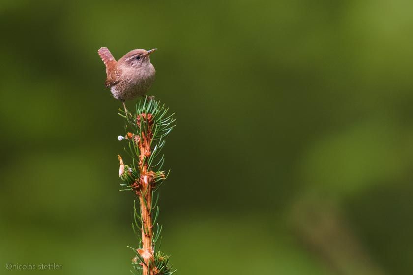 A wren singing on top of a fir tree
