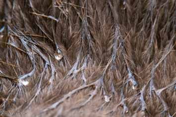 Fur of the beaver