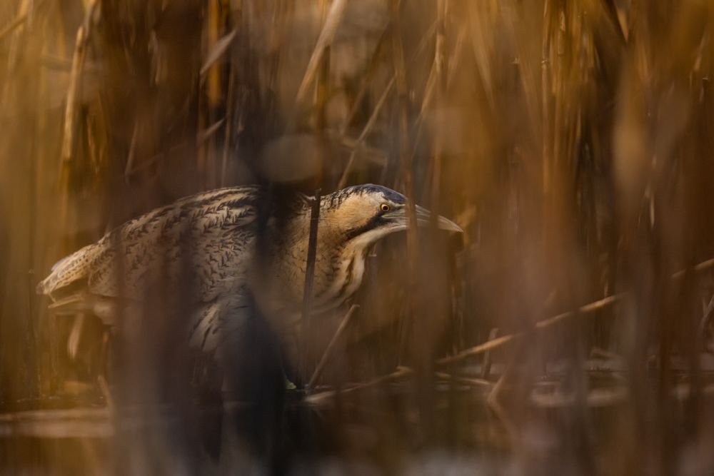 Vogelfotos Beispiele mit der Nikon Z9.