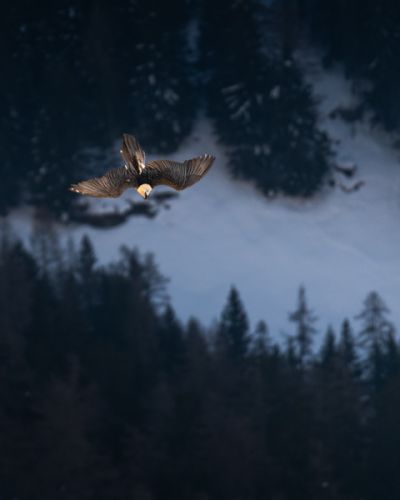 Die häufigsten Greifvögel der Schweiz