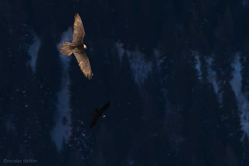 Bearded vulture (Gypaetus barbatus) chases a northern raven.