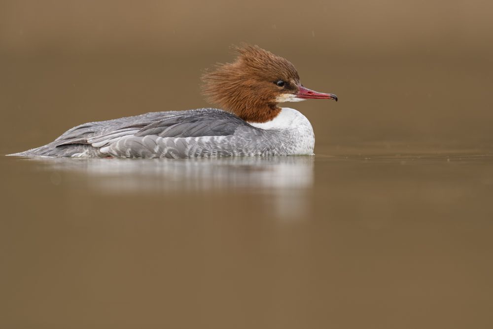 More images of this bird