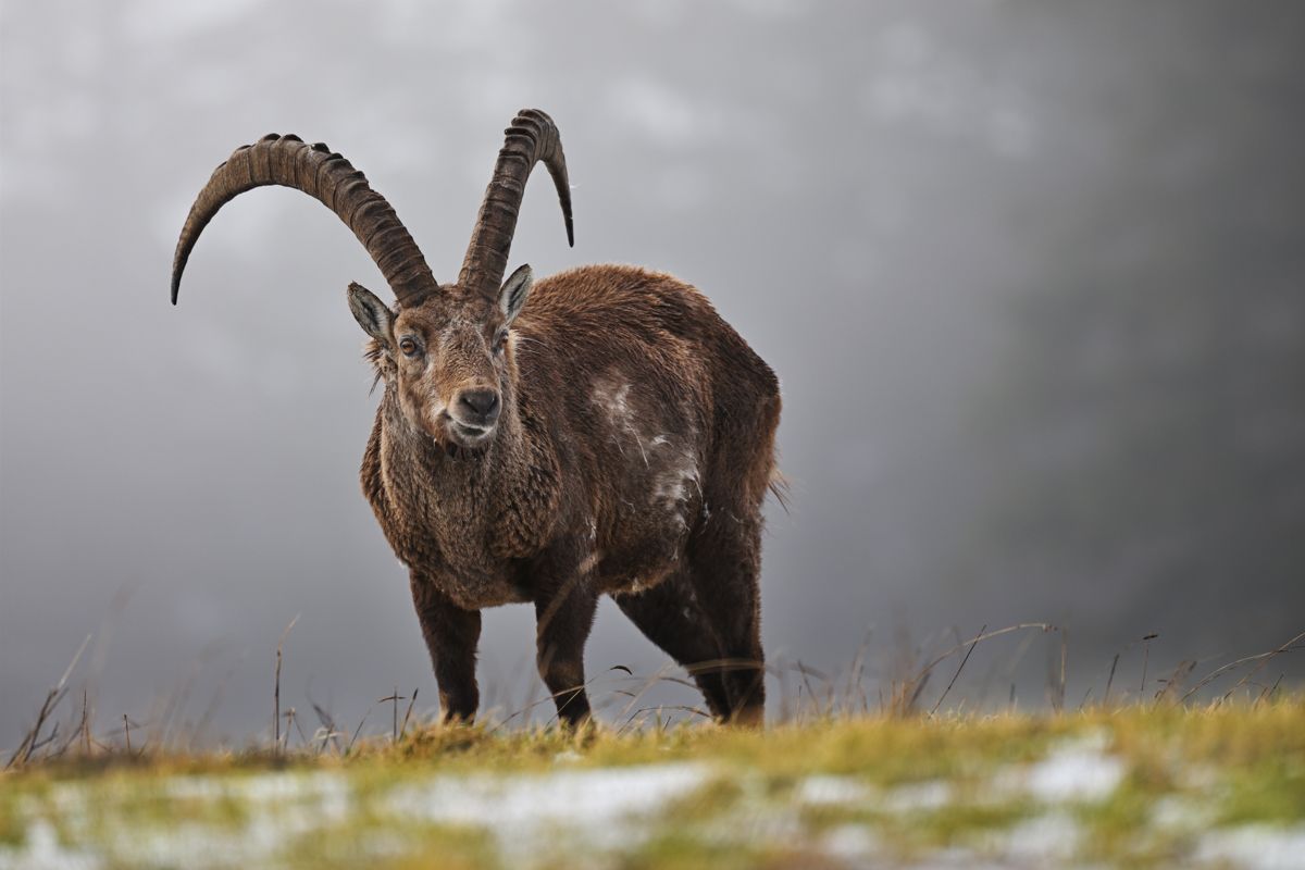 Alpine ibex photographed by wildlife photographer Nicolas Stettler.