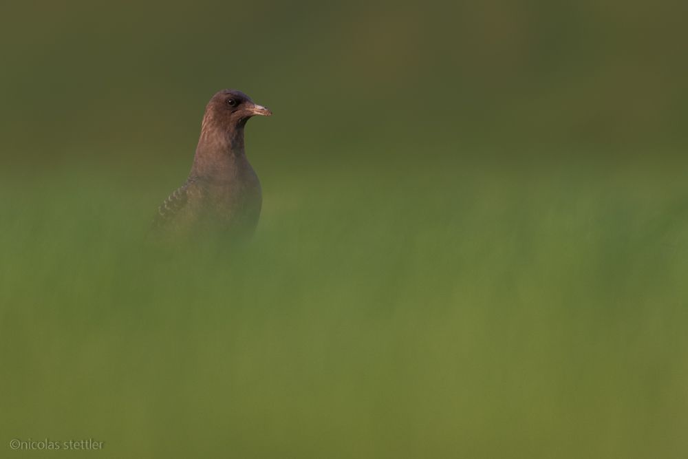 Eine Falkenraubmöwe auf einem Feld.