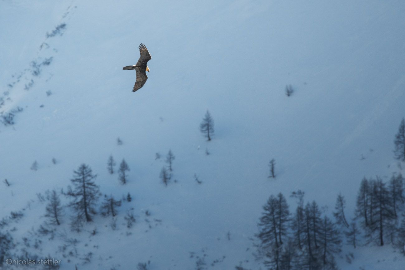 Bearded vulture flying over the Swiss Alps.