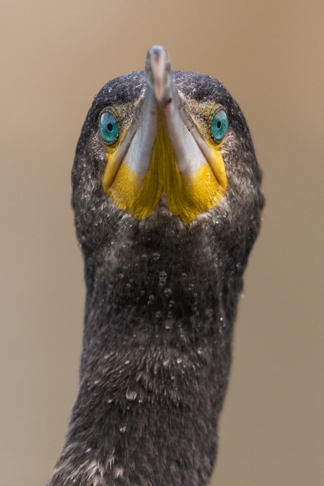 Kormorane können nur mit sehr viel Geduld und Glück ohne Tarnung fotografiert werden. Für dieses Foto hier verwendete ich meinen Floating Hide.