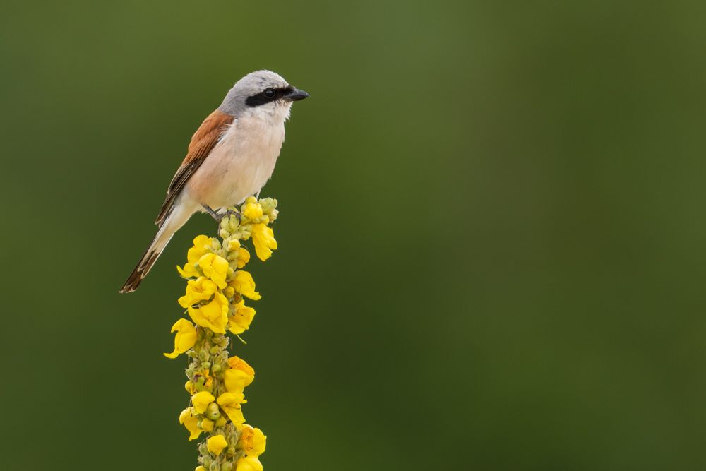 Bestimmung, Verhalten, Verbreitung und mehr über den Bienenfresser