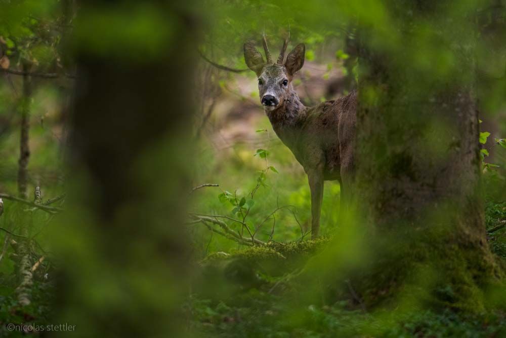 A roe deer deep in the woods.