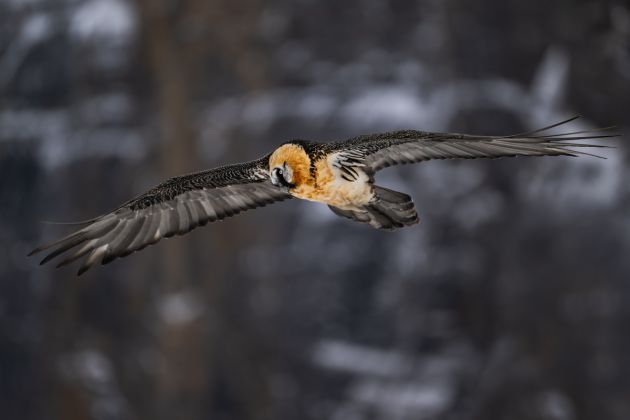 Beispielfotos für den Grundkurs Vogelfotografie mit der Nikon School.