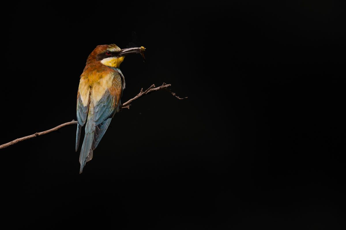 Galerie von diversen Vogelarten, fotografiert von Naturfotograf Nicolas Stettler.