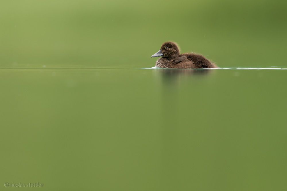 A young tufted duck at Gravatscha Lake.