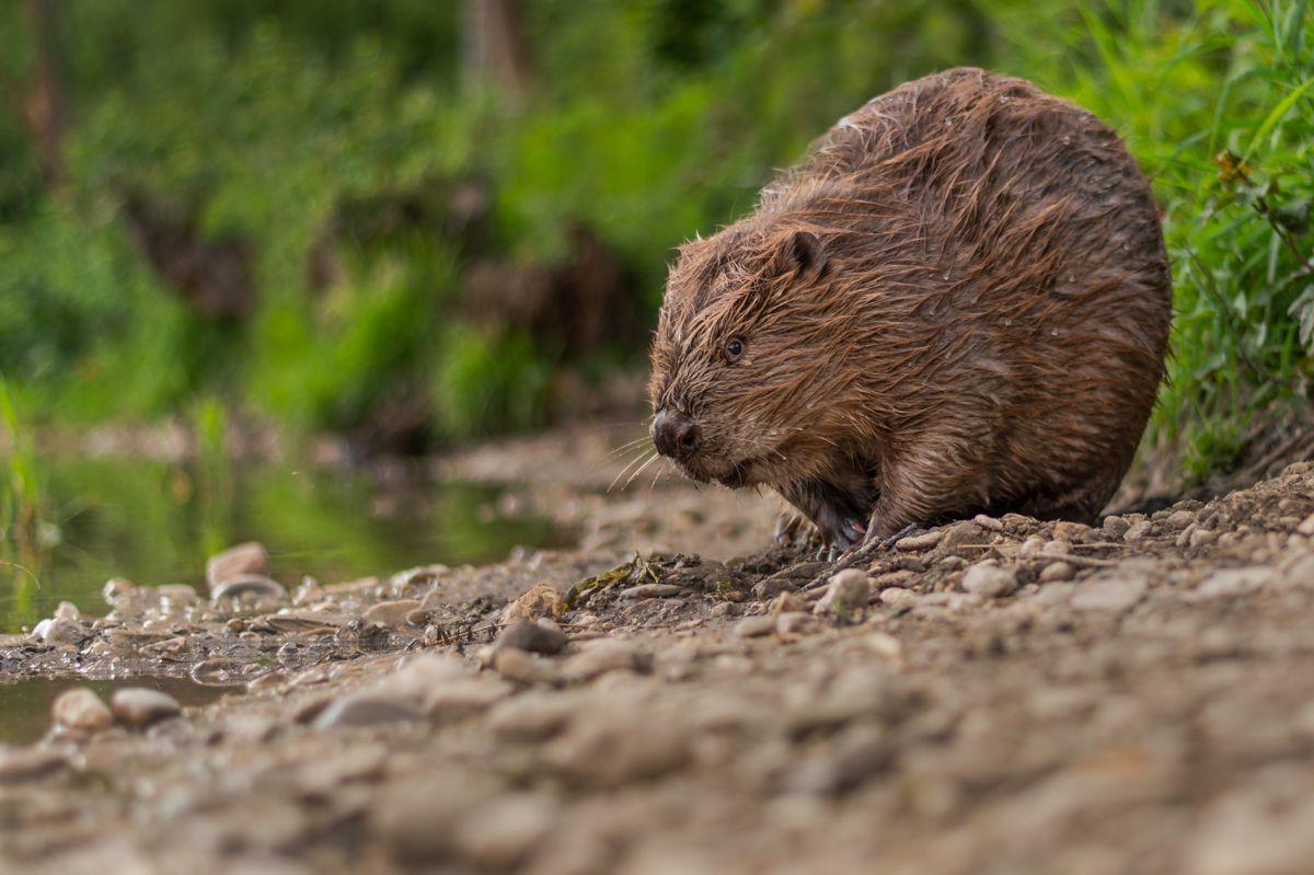 Beavers photographed by wildlife photographer Nicolas Stettler.