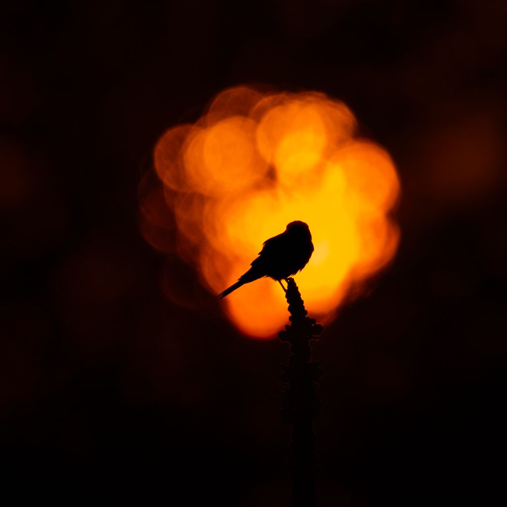 Weitere Fotos des Vogels