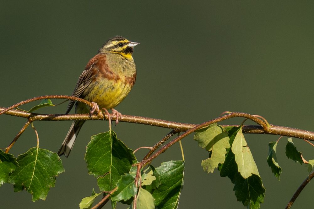 The male cirl bunting can be identified by the contrasting head pattern or the brown breast.