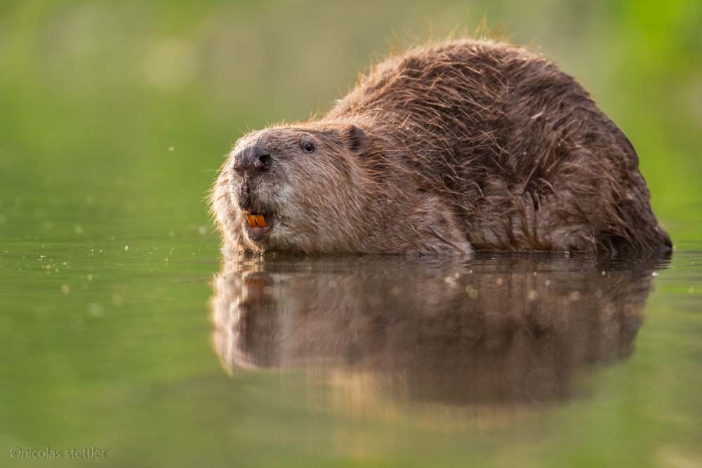 A beaver on a warm evening.