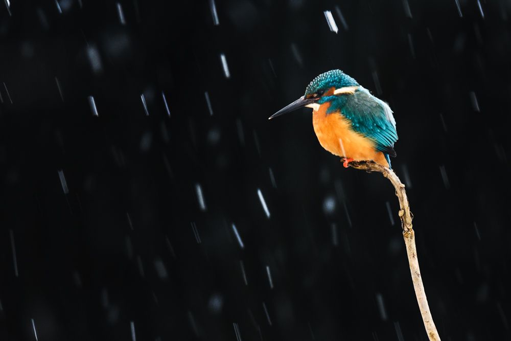 Weitere Fotos des Vogels